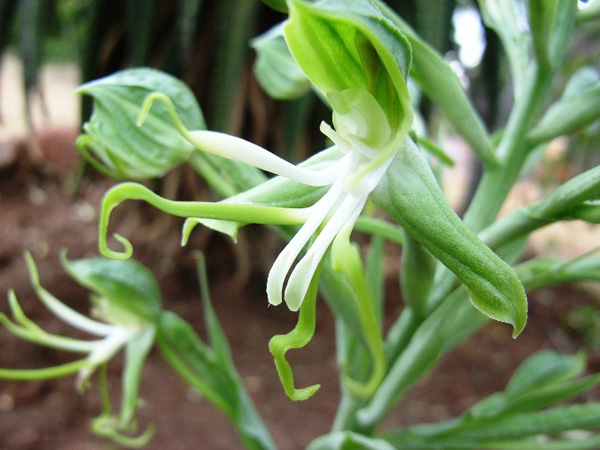 Bonatea specioza var. antennifera : Photographed by Jack Latti
